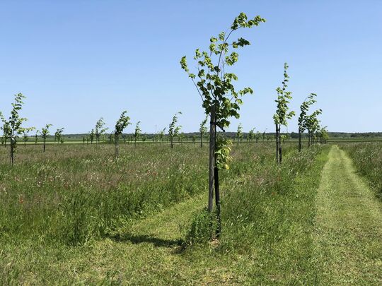 Plusieurs tilleuls plantés au bois mémoriel "Jean-François martin" avec la création de serpentines pour accéder aux arbres