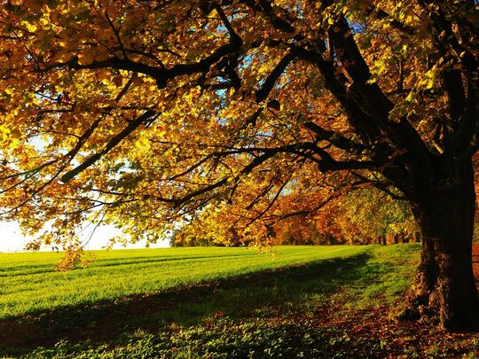 Un tilleul qui montre ses couleurs d'automne en premier plan face à un champ