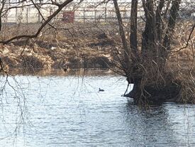 foulque sur l'étang