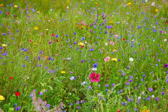 Un champ de fleurs qui sont de toutes les couleurs